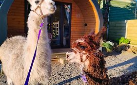 Little Peru Luxury Pods And Alpaca Farm